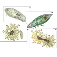 Модель-аппликация "Строение и разнообразие простейших" (ламинированная) - «globural.ru» - Архангельск