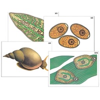 Модель-аппликация "Циклы развития печеночного сосальщика и бычьего цепня" (ламинированная) - «globural.ru» - Архангельск