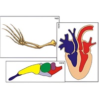 Модель-аппликация "Эволюция важнейших систем органов позвоночных" (ламинированная) - «globural.ru» - Архангельск