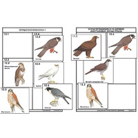 Комплект дидактических карточек: "Систематика и экология птиц" (95 штук, цвет., лам.) - «globural.ru» - Архангельск