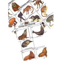 Комплект дидактических карточек: "Систематика и экология млекопитающих" (96 штук, цвет., лам.) - «globural.ru» - Архангельск