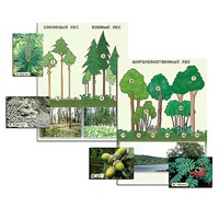 Гербарий фотографический "Растительные сообщества. Лес" (раздаточный) - «globural.ru» - Архангельск