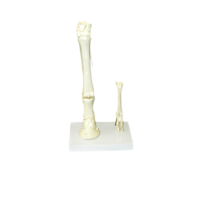 Модель "Скелет конечностей лошади и овцы" (на подставке) - «globural.ru» - Архангельск