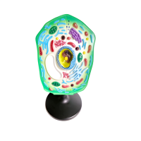 Модель "Клетка растения" - «globural.ru» - Архангельск