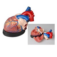 Модель сердца в разрезе (демонстрационная) - «globural.ru» - Архангельск