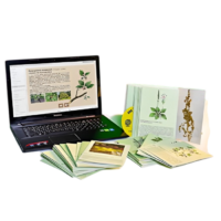 Гербарий натурально-интерактивный "Дикорастущие растения" - «globural.ru» - Архангельск