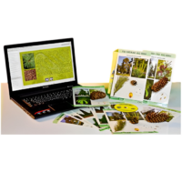 Коллекция натурально-интерактивная "Голосеменные растения" - «globural.ru» - Архангельск