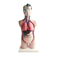 Торс человека разборный - «globural.ru» - Архангельск