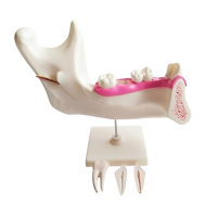 Комплект моделей - «globural.ru» - Архангельск