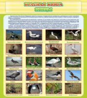 Стенд "Красная книга - птицы" - «globural.ru» - Архангельск