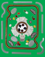 Модель-аппликация Строение клетки - «globural.ru» - Архангельск