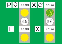 Модель-аппликация Дигибридное скрещивание. Законы Менделя. (набор из 84 карт) - «globural.ru» - Архангельск