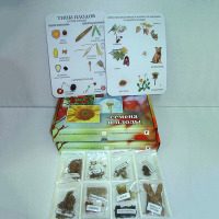 Коллекция "Семена и плоды с раздаточным материалом" - «globural.ru» - Архангельск