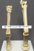 Скелет конечности лошади (передняя и задняя) на подставке - «globural.ru» - Архангельск