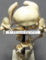 Модель "Кости черепа" (смонтированный на одной подставке) - «globural.ru» - Архангельск