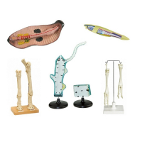 Комплект зоологических моделей демонстрационный - «globural.ru» - Архангельск