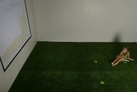 Интерактивная светозвуковая система “Лайт Бим” - «globural.ru» - Архангельск