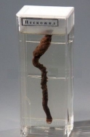 Влажный препарат «Пескожил» - «globural.ru» - Архангельск