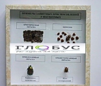 Коллекция энтомологическая "Примеры защитных приспособлений у насекомых" - «globural.ru» - Архангельск