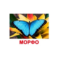 Карточки Домана "Бабочки" - «globural.ru» - Архангельск