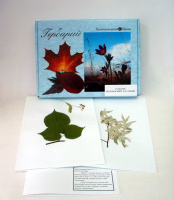 Гербарий "Медоносные растения" (24 вида) формат А-3 - «globural.ru» - Архангельск