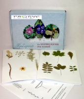 Гербарий Морфология растений - «globural.ru» - Архангельск