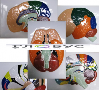 Модель барельефная "Доли, извилины, цитоархитектонические поля головного мозга" (5 планшетов) - «globural.ru» - Архангельск