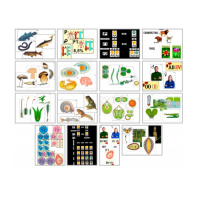 Комплект моделей-аппликаций демонстрационный - «globural.ru» - Архангельск