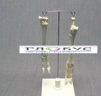 Скелет конечности овцы (передняя и задняя) на подставке - «globural.ru» - Архангельск