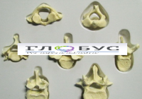 Модель Позвонки человека 7 штук - «globural.ru» - Архангельск