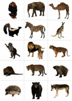 Комплект карточек. Серия наглядных пособий "Запоминай, играй, считай". Дикие животные - «globural.ru» - Архангельск