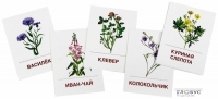 Раздаточные карточки "Цветы полевые" - «globural.ru» - Архангельск