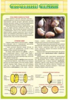 Стенд "Строение семян" - «globural.ru» - Архангельск