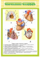 Стенд "Строение сердца" - «globural.ru» - Архангельск