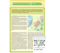 Стенд "Биосинтез белка" - «globural.ru» - Архангельск