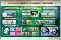 Электрифицированный стенд "Уровни организации жизни" - «globural.ru» - Архангельск