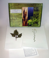 Гербарий "Сорные растения" (24 вида) - «globural.ru» - Архангельск