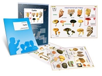 Комплект транспарантов «Грибы» - «globural.ru» - Архангельск