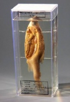 Влажный препарат Внутреннее строение рыбы - «globural.ru» - Архангельск