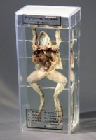 Влажный препарат Внутреннее строение лягушки - «globural.ru» - Архангельск