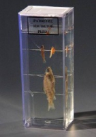 Влажный препарат Развитие костистой рыбы - «globural.ru» - Архангельск