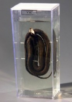 Влажный препарат Уж - «globural.ru» - Архангельск