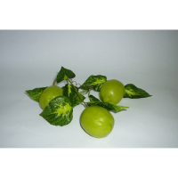 Муляж "Ветка лайма" - «globural.ru» - Архангельск