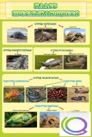 Стенд "Класс пресмыкающиеся" - «globural.ru» - Архангельск