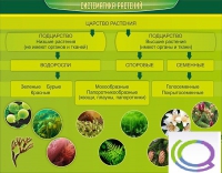 Стенд "Систематика растений" - «globural.ru» - Архангельск