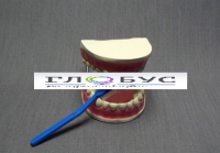 Модель "Уход за зубами" - «globural.ru» - Архангельск