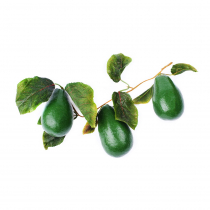 Муляж "Ветка авокадо" - «globural.ru» - Архангельск