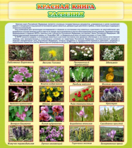 Стенд "Красная книга - растения" - «globural.ru» - Архангельск