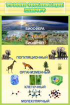 Стенд "Уровни организации живого" - «globural.ru» - Архангельск