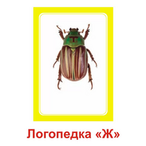 Логопедка "Ж" (логопедические карточки) - «globural.ru» - Архангельск
